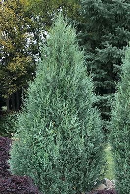 Juniper &#39;Medora&#39; - 3.5&#39;