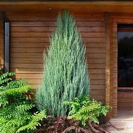 Juniper &#39;Skyrocket&#39; 3.5&#39; Potted