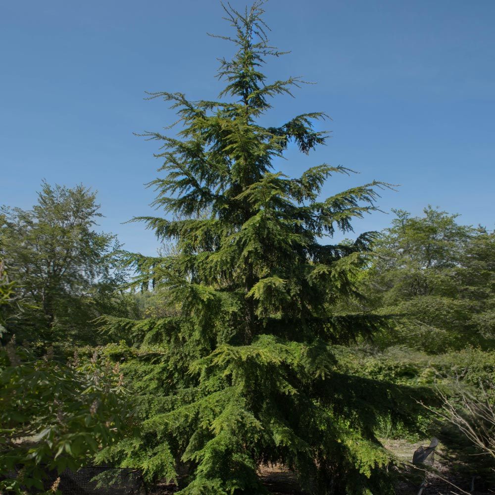 Hemlock 2.5&#39; Potted