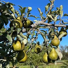 Pear &#39;Harrow Gold&#39;- 5-6&#39; Potted