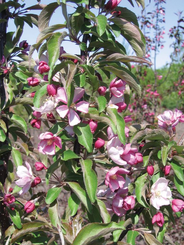 Crabapple &#39;Emerald Spire&#39; Columnar - 5&#39; Potted