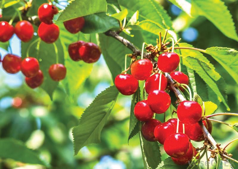 Cherry Tree &#39;Montmorency&#39; 4&#39; Potted (sour)