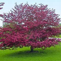 Crabapple &#39;Profusion&#39; 7&#39; Potted