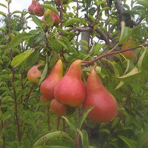 Pear &#39;Dew Drop&#39;- 5-6&#39; Potted