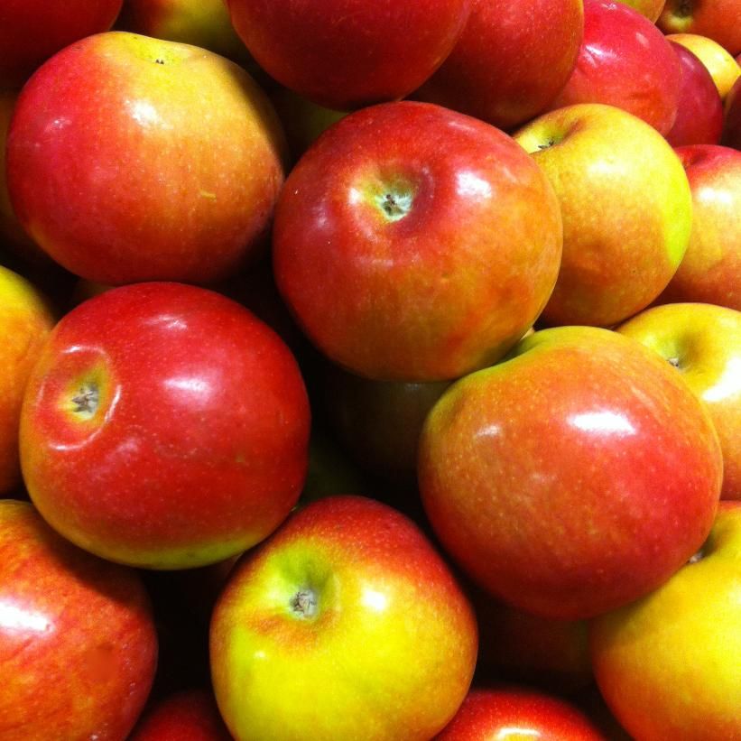 Apple &#39;McIntosh&#39; 5-6&#39; Potted