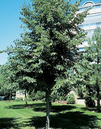 Linden &#39;Glenleven&#39; - 8&#39; potted