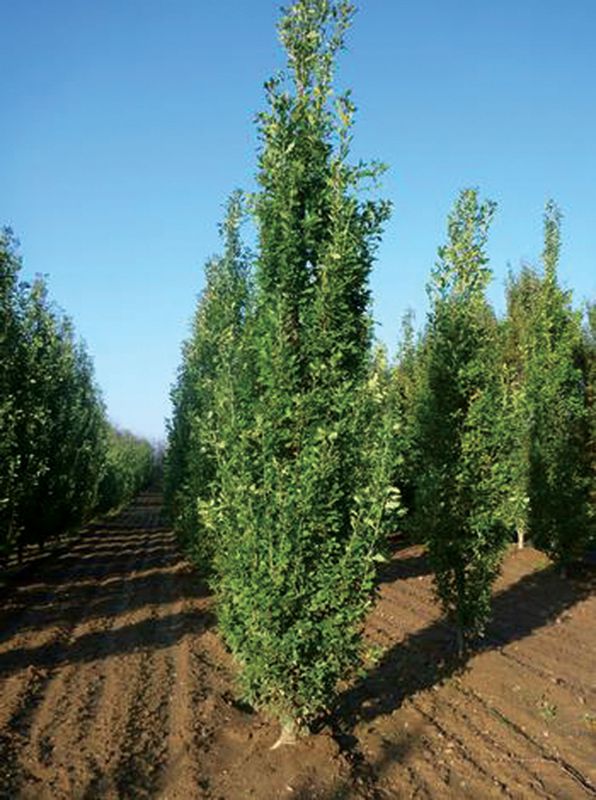 Oak &#39;English&#39; Pyramidal 5-6&#39; Potted