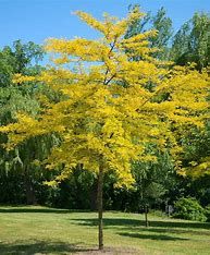 Honey Locust - Sunburst 8&#39; Potted