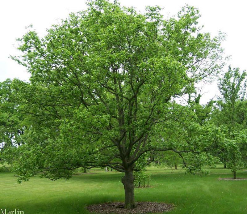 Hackberry Tree 7&#39; Potted