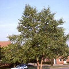 River Birch - Clump 5&#39; Potted