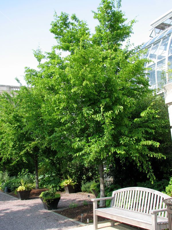 American Hornbeam 6&#39; Potted