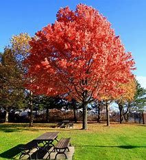 Red Oak