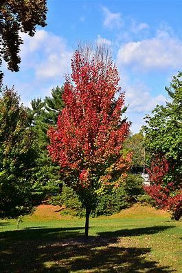Red Maple &#39;Red Rocket&#39; Columnar - 7&#39; potted
