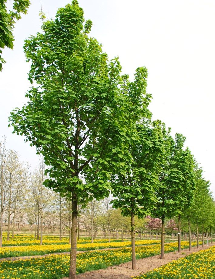 Norway Maple &#39;Columnare&#39; 8-10&#39; Potted