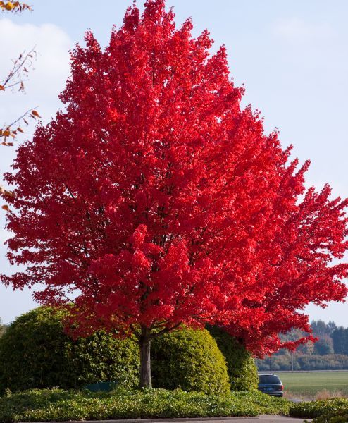Maple (Native Red) 6.5&#39; Potted