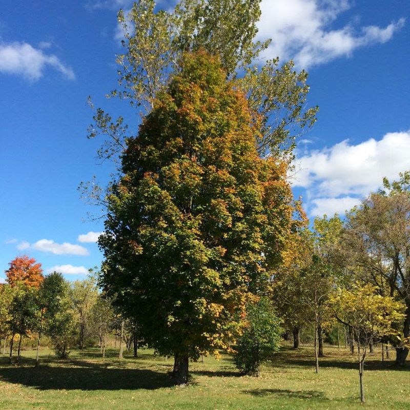 Sugar Maple Columnar Potted 6.5&#39;