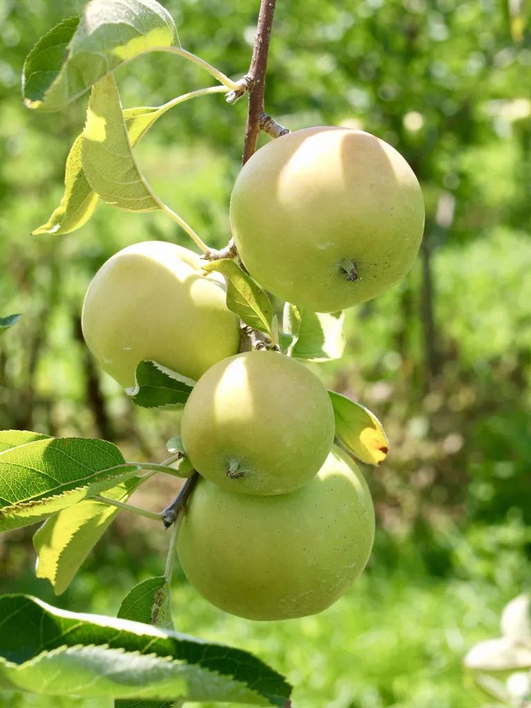 Apple &#39;Mutsu&#39; 5 gal Potted