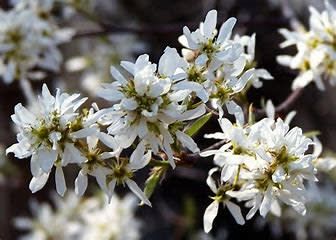 Serviceberry &#39;Downy&#39; 5&#39; Potted