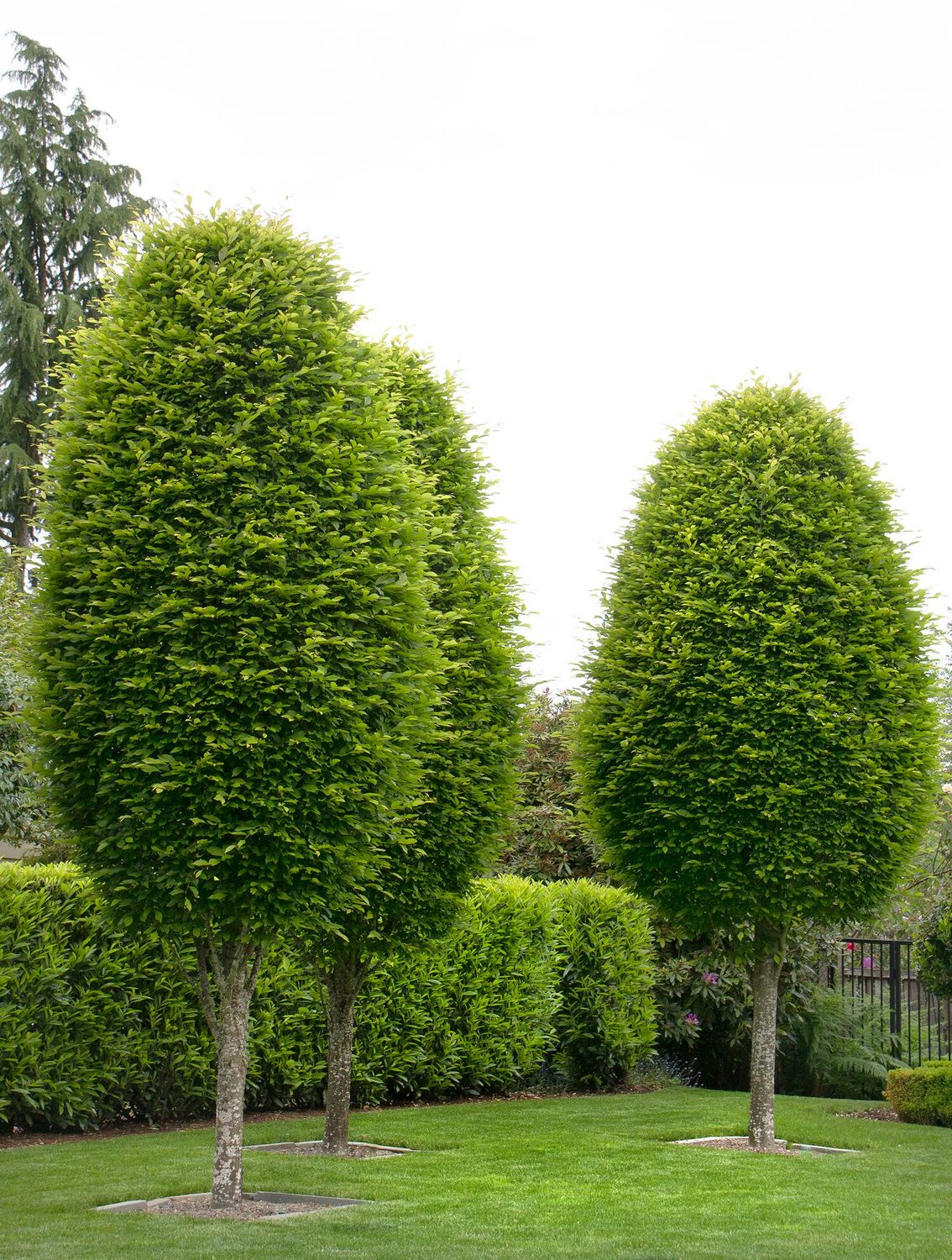 Pyramidal European Hornbeam 8&#39; Potted