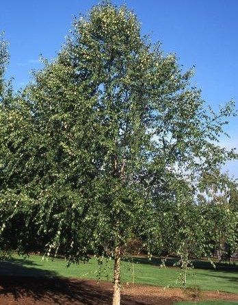 River Birch Dura Heat - Clump 15 gal Potted
