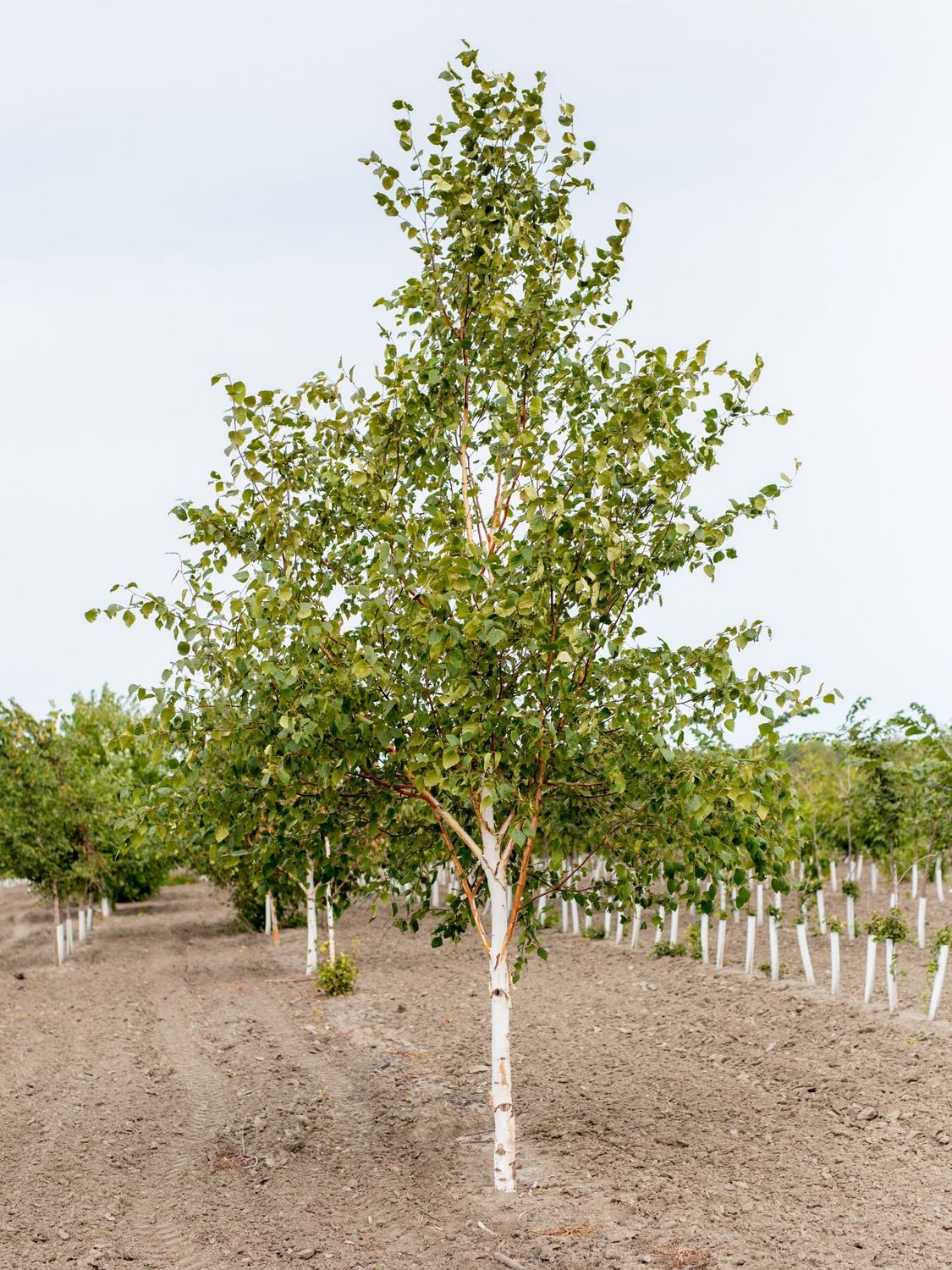 Paper Birch - Single 6-7&#39; Potted
