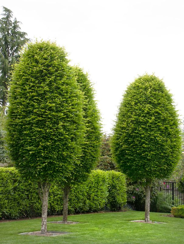Pyramidal European Hornbeam 6-7&#39; Potted