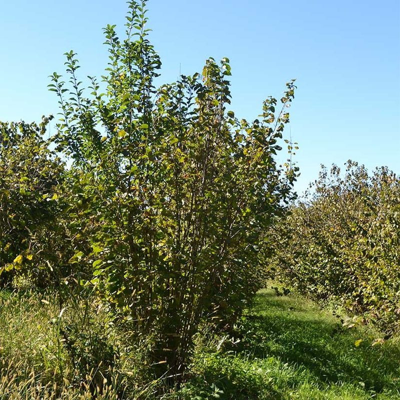 American Hazelnut (3 gal) 2&#39;