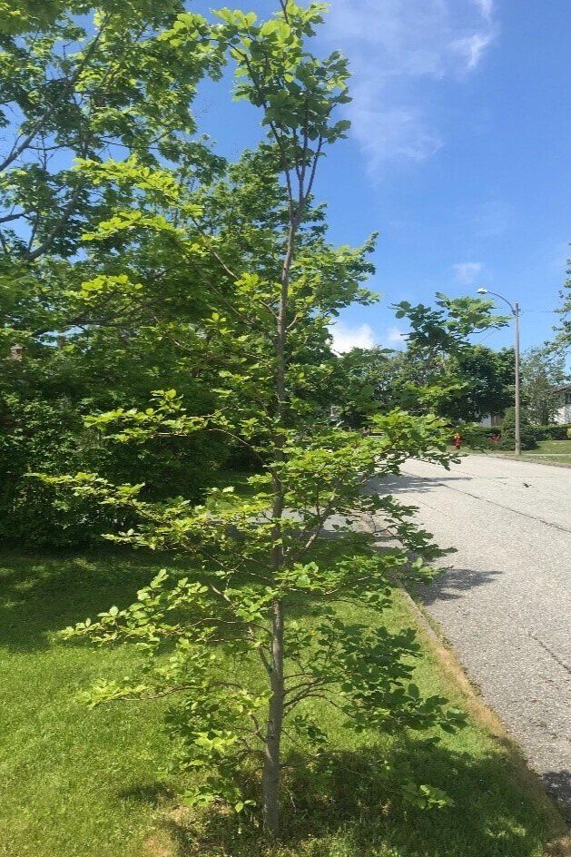 European Beech 6-7&#39; Potted (low branched)