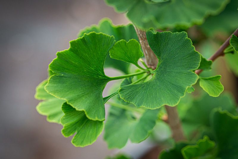 &#39;Menhir&#39; Maidenhair Tree (Ginkgo) 5&#39; Potted