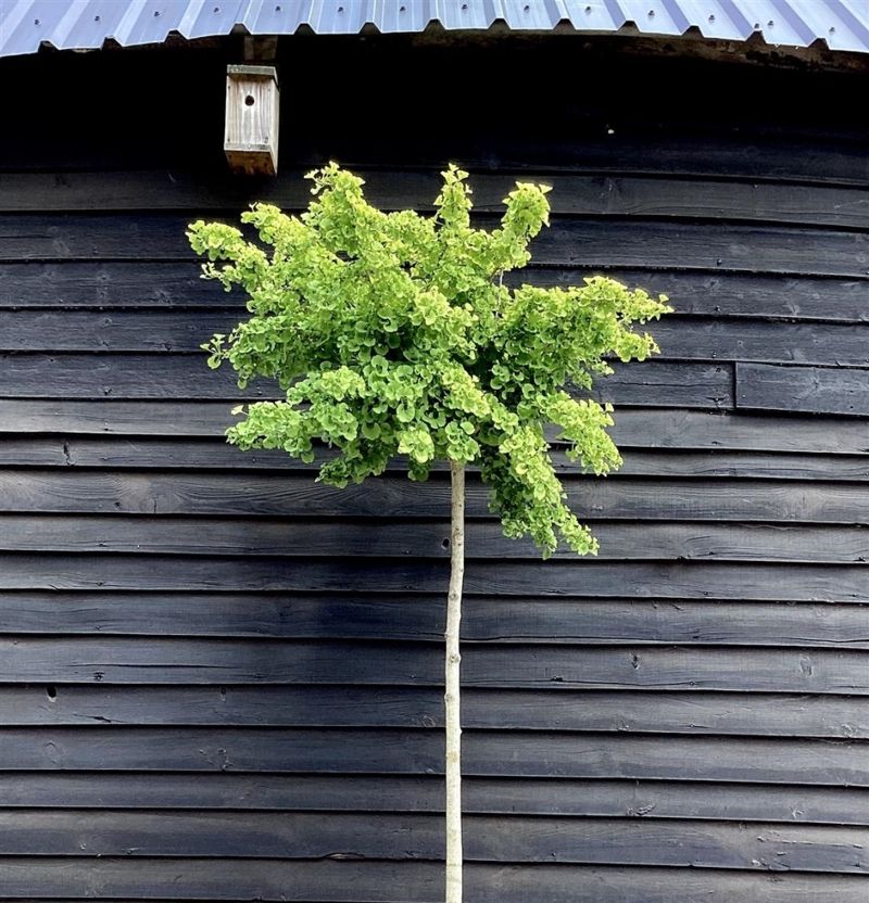 &#39;Pendula&#39; Maidenhair Tree (Ginkgo) 7-8&#39; Standard Potted