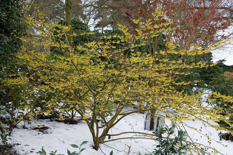 Common Witch Hazel (3 gal) 4&#39;