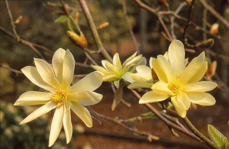 Magnolia &#39;Goldstar&#39; 5&#39; Potted