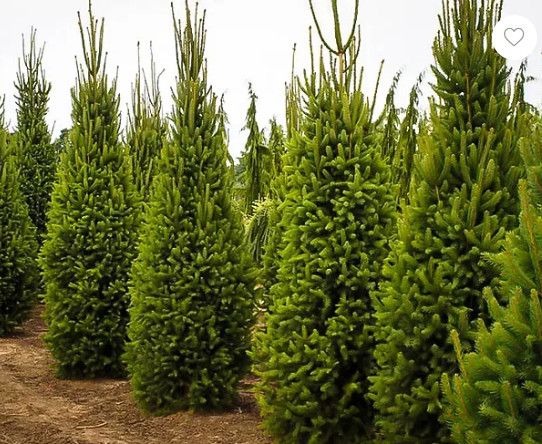 Columnar Norway Spruce 2-3&#39; Potted
