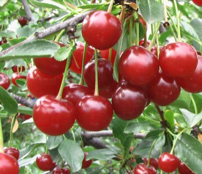 Cherry Tree &#39;Valentine&#39; 5&#39; Potted