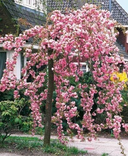 Weeping Japanese Cherry 5&#39; Potted