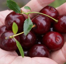 Cherry Tree &#39;Cupid&#39; 3-4&#39; Potted