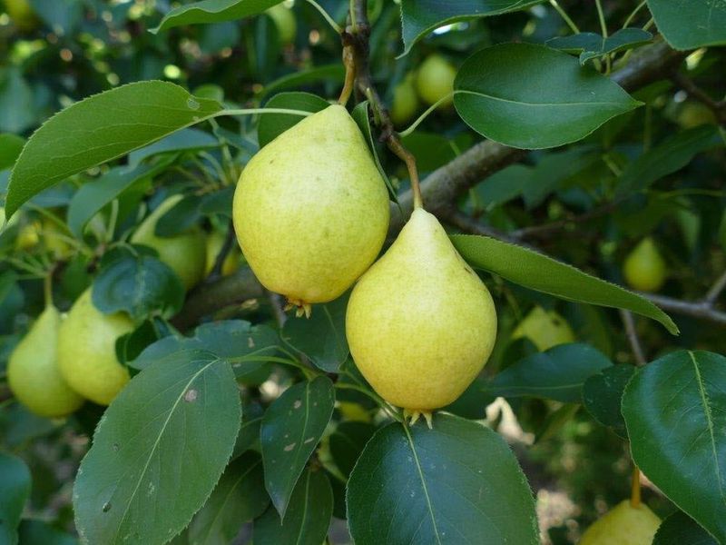Pear &#39;Early Gold&#39; 6-7&#39; Potted