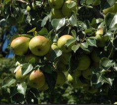 Pear &#39;Golden Spice&#39; 6-7&#39; Potted