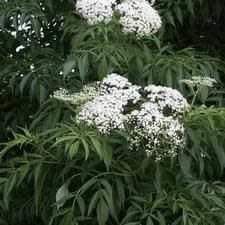 Elderberry &#39;American&#39; 3 gal