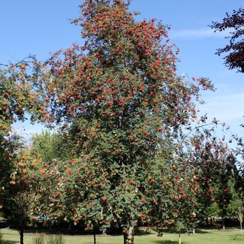 Mountain Ash &#39;Skybound&#39; 8&#39; Potted