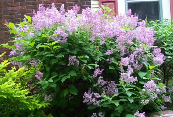 Lilac Miss Kim 5 gal
