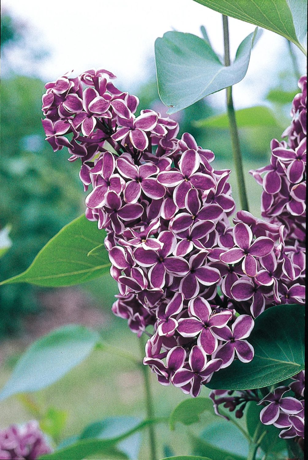 Lilac 'Sensation' 5 gal