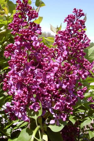 Lilac &#39;Monge&#39; 5 gal