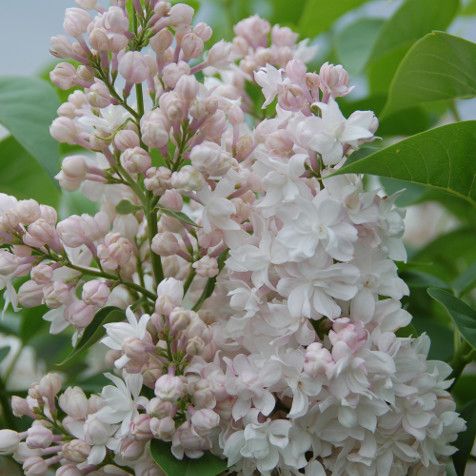 Lilac &#39;Pride of Moscow&#39; 5 gal