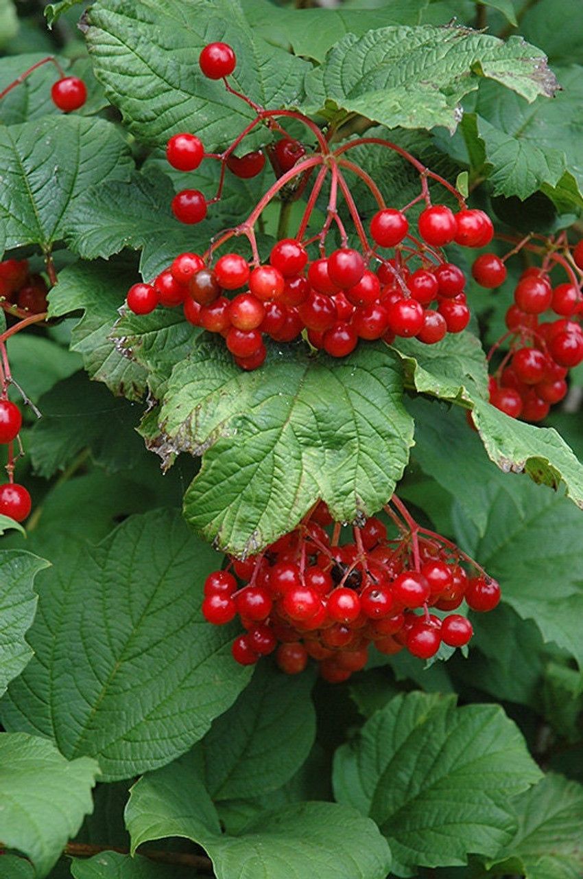 Viburnum trilobum Highbush Cranberry 3 gal