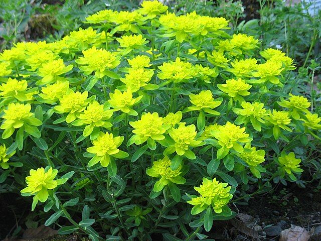 Cushion Spurge - Euphorbia Polychroma 1 gal