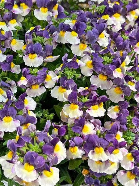 Nemesia Nesia Elderberry 4&quot;