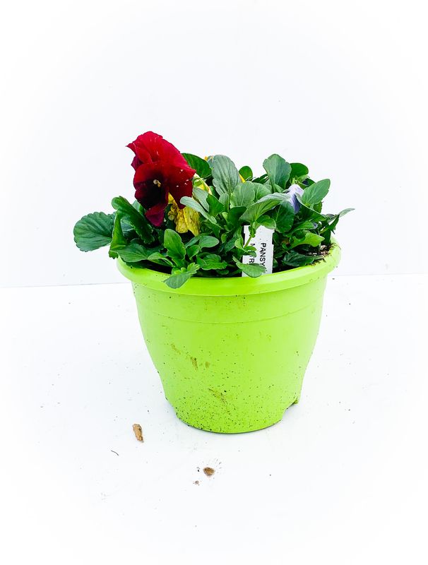 Pansy/Viola 8" Bowl Assorted Colours