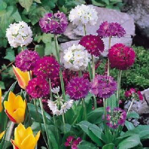 Primula 'Ronsdorf Mix' 4"