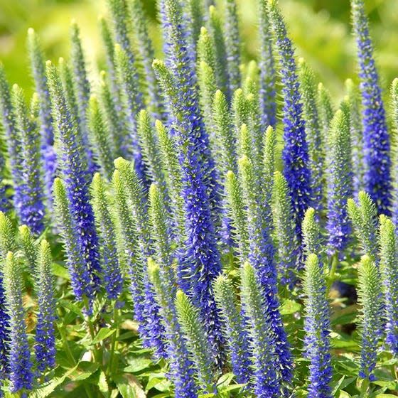 Speedwell &#39;Veronica Royal Candle&#39; 4&quot;